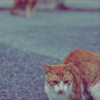 吾輩は猫である、ニャー # 1113