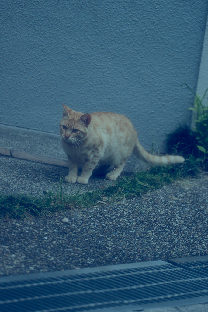 吾輩は猫である、ニャー # 1003