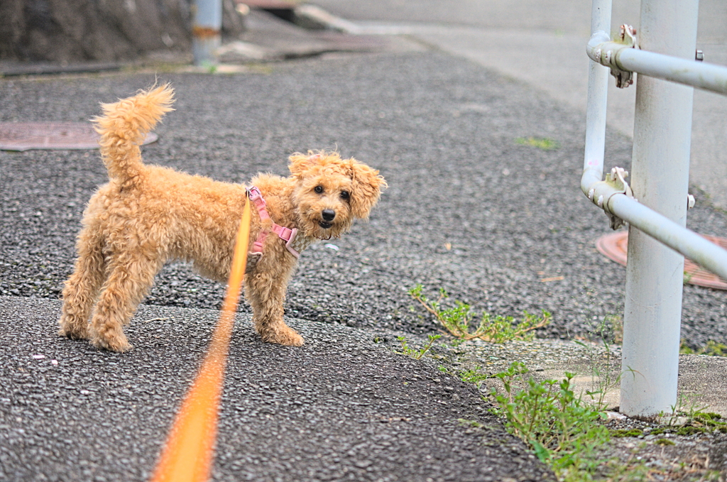 my pretty dog Ⅱ # 164