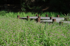 秋の草花 ~ミゾソバ~ 秋の草花 ~ミゾソバ~