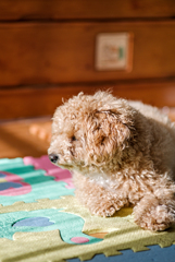my pretty dog Ⅱ # 228
