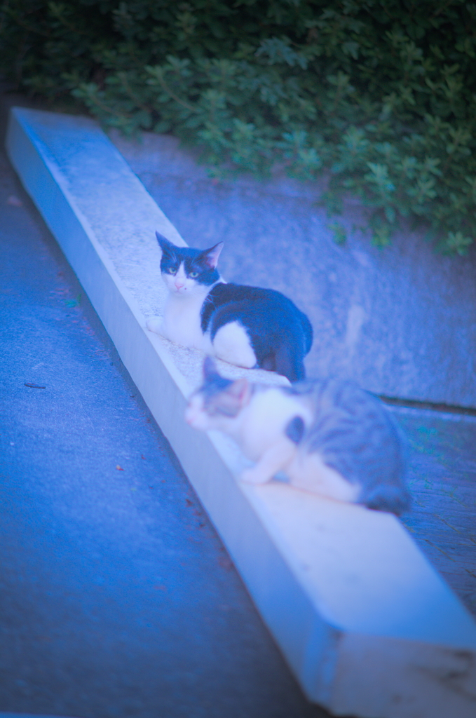 吾輩は猫である、ニャー # 809