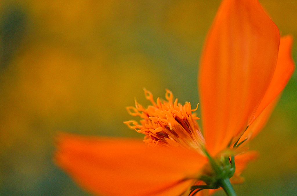 キバナコスモス