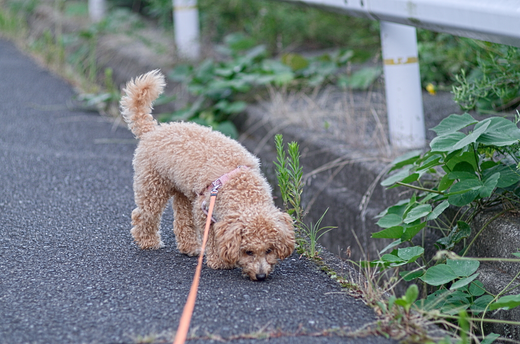 my pretty dog Ⅱ # 130