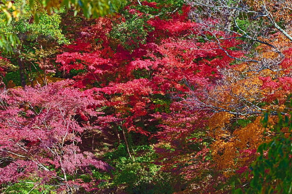 紅葉三昧 '2019
