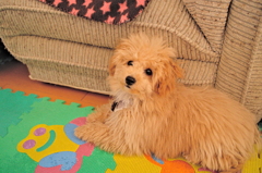 my pretty dog Ⅱ # 16