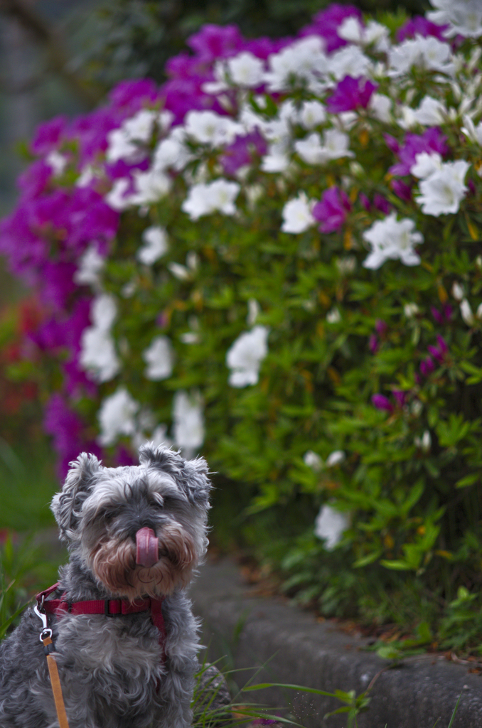my pretty dog # 189