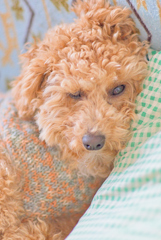 my pretty dog Ⅱ # 220