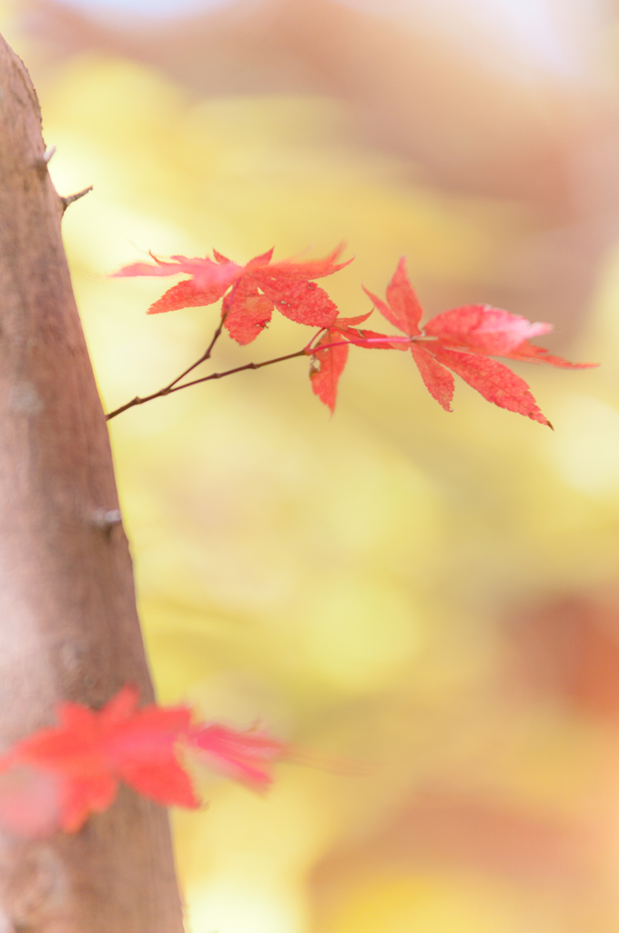 パステルな紅葉　②