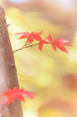 パステルな紅葉　②