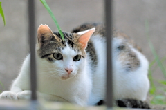 吾輩は猫である、ニャー # 604