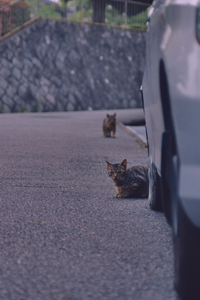 吾輩は猫である、ニャー # 1097