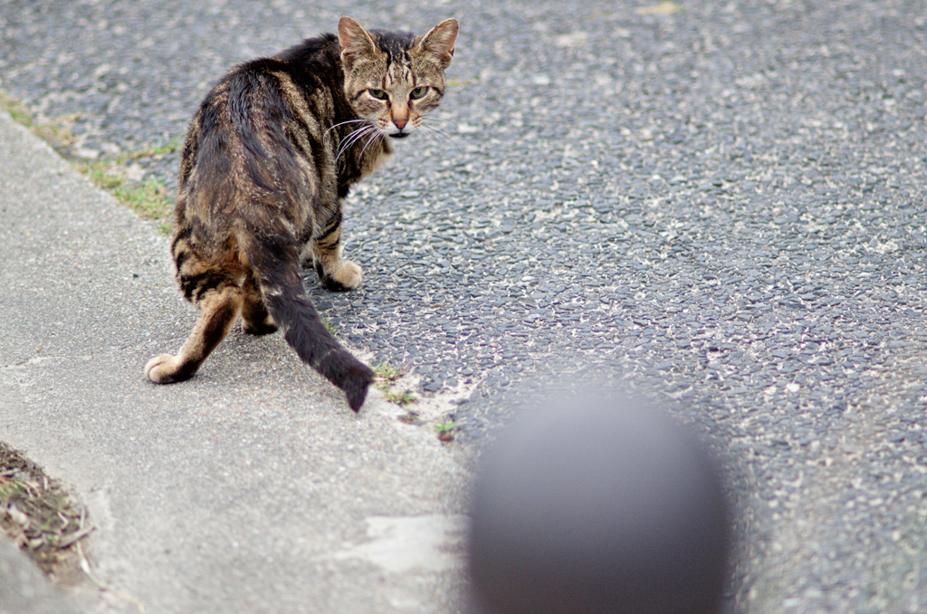 吾輩は猫である、ニャー # 797