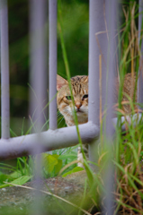 吾輩は猫である、ニャー # 648