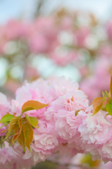 八重桜