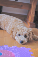 my pretty dog Ⅱ # 54