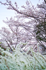 桜と雪柳