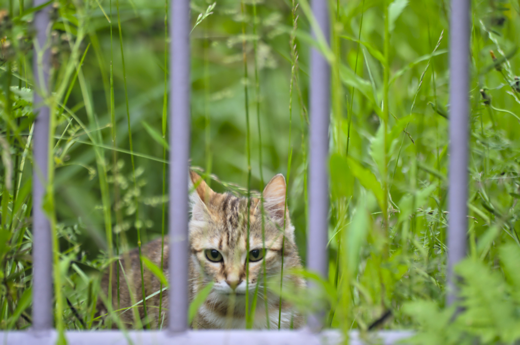 吾輩は猫である、ニャー # 181
