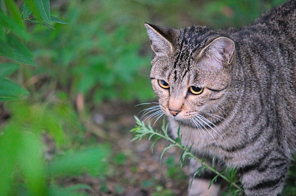 吾輩は猫である、ニャー # 880