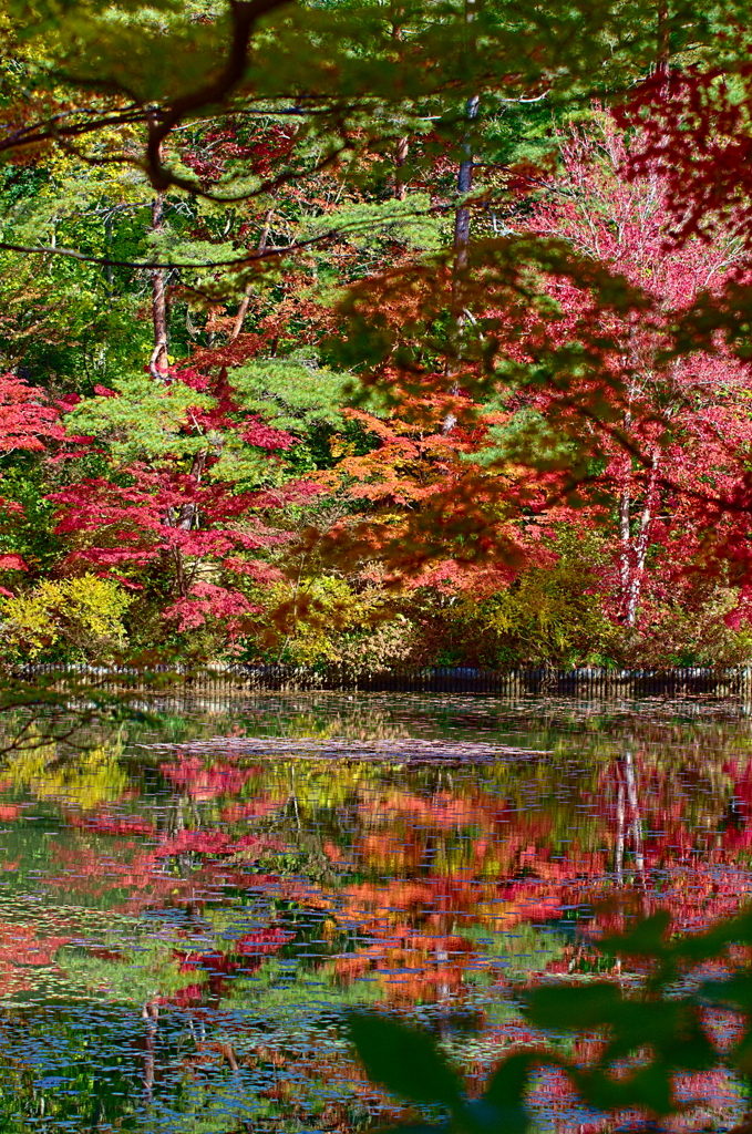 水辺の紅葉
