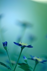  blueな花々