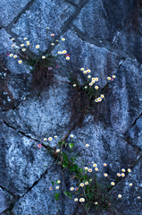 ゲンペイコギク