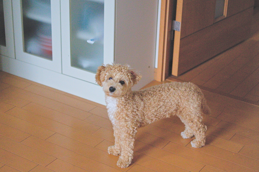 my pretty dog Ⅱ # 55