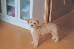 my pretty dog Ⅱ # 55