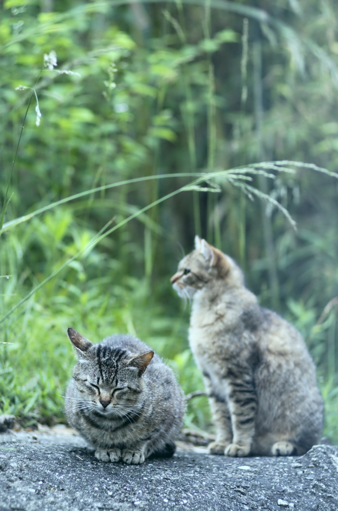 吾輩は猫である、ニャー # 235