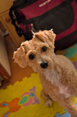 my pretty dog Ⅱ # 195
