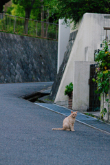 吾輩は猫である、ニャー # 485