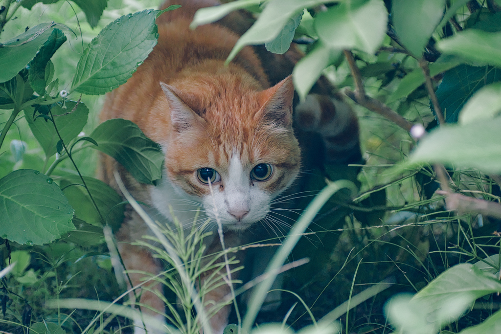 吾輩は猫である、ニャー # 1086