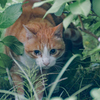 吾輩は猫である、ニャー # 1086