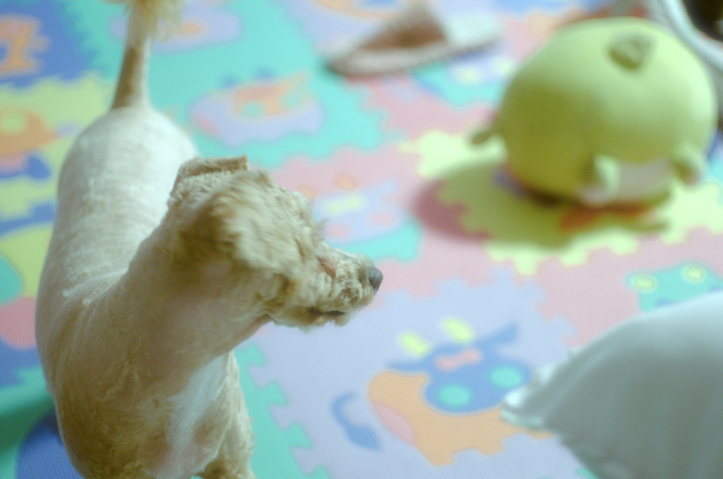 my pretty dog Ⅱ # 290