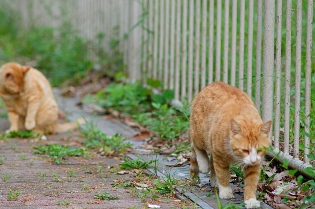 吾輩は猫である、ニャー # 705