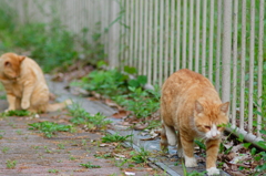 吾輩は猫である、ニャー # 705