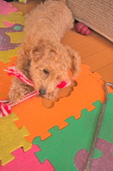 my pretty dog Ⅱ # 169