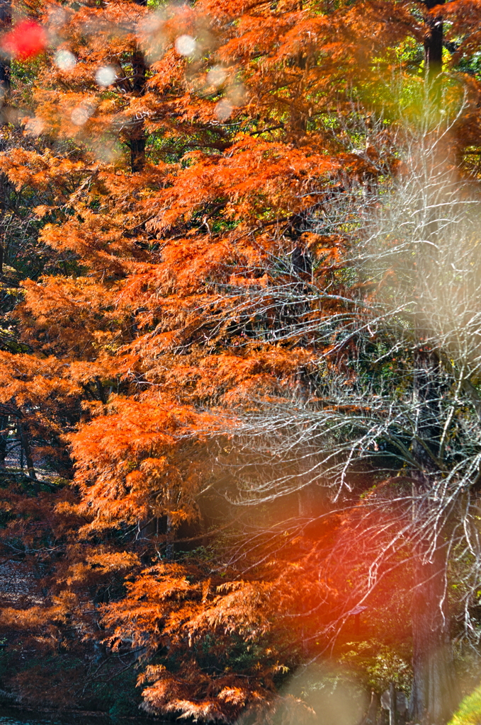 紅葉