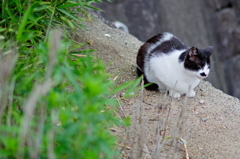 吾輩は猫である、ニャー # 801