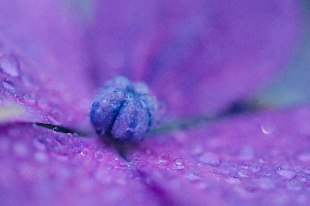 紫陽花