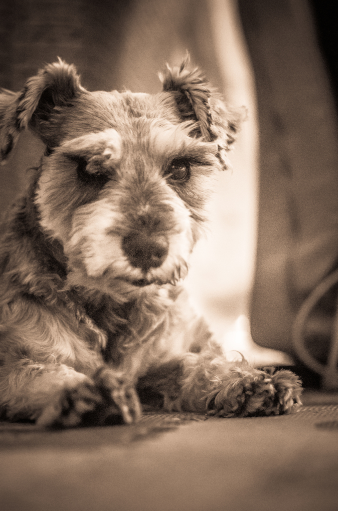 my pretty dog # 33