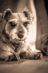 my pretty dog # 33