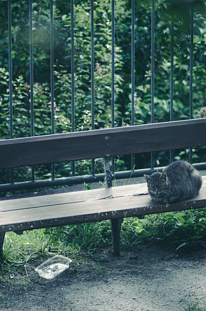 吾輩は猫である、ニャー # 1189