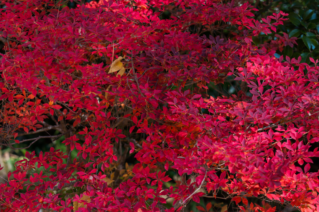 ドウダンツツジ　④