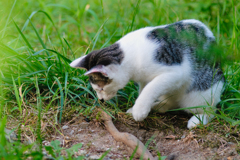 吾輩は猫である、ニャー # 472