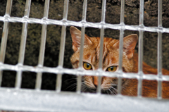 吾輩は猫である、ニャー # 752