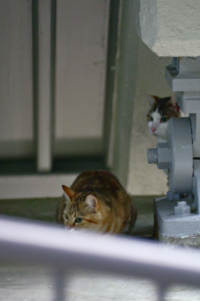 吾輩は猫である、ニャー # 165