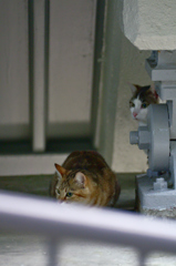 吾輩は猫である、ニャー # 165