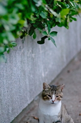 吾輩は猫である、ニャー # 782