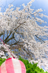 桜祭り